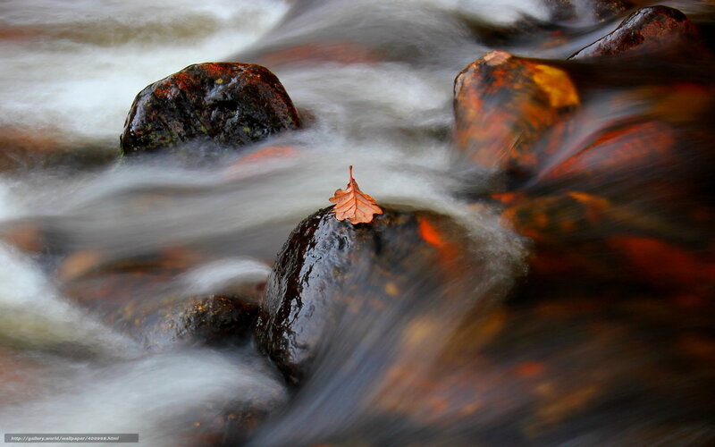 Autumn Leaf on Rock — Brown, Serene