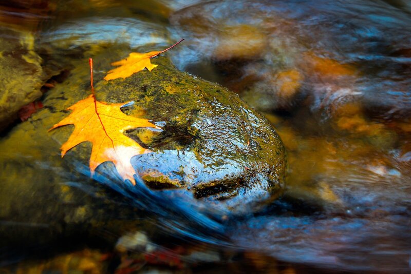 Autumn Leaf on Rock — Orange