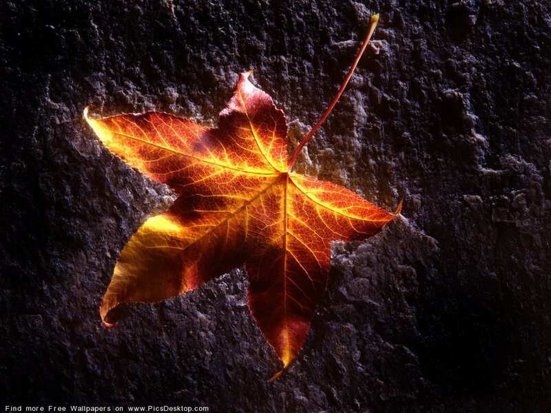 Autumn Leaf on Rock — Red, Dramatic
