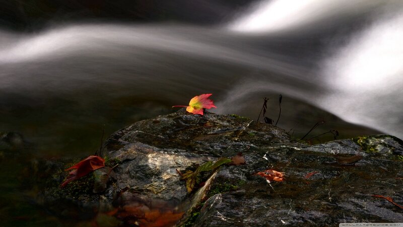 Autumn Leaf on Rock — Red, Serene, Photograph