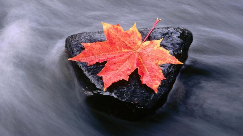 Autumn Leaf on Rock — Red, Serene