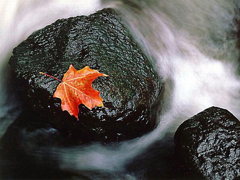 Autumn Leaf on Rock — Red