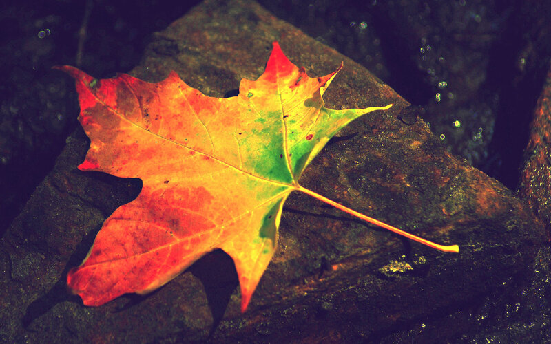 autumn leaf on rock
