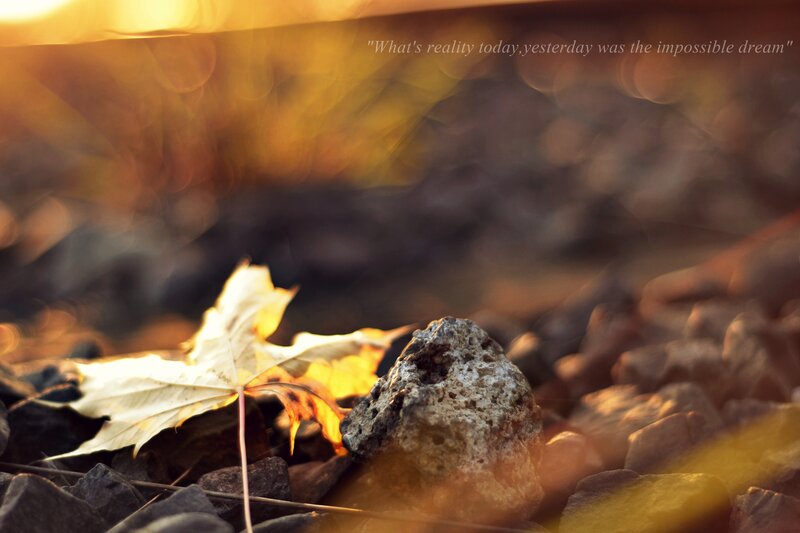 Autumn Leaf on Rocks