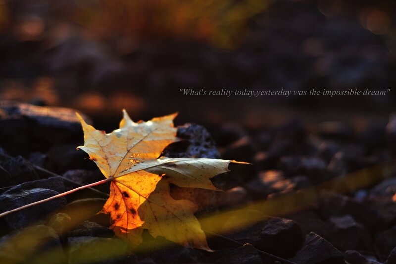 Autumn Leaf on Rocks — Yellow