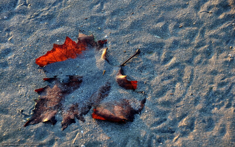 Autumn leaf on sandy ground