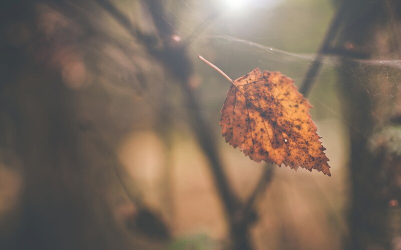 Autumn Leaf on Spiderweb