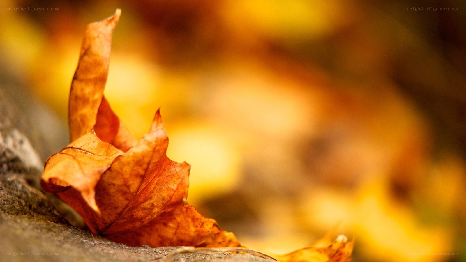 Autumn leaf on stone