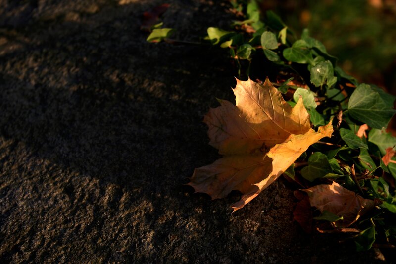 autumn leaf on stone