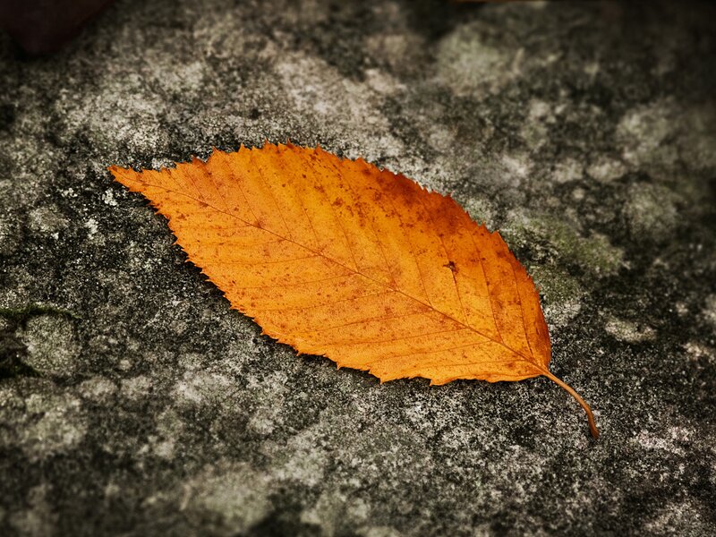 Autumn leaf on stone