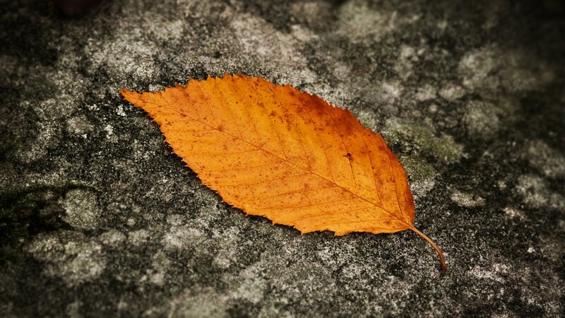 autumn leaf on stone