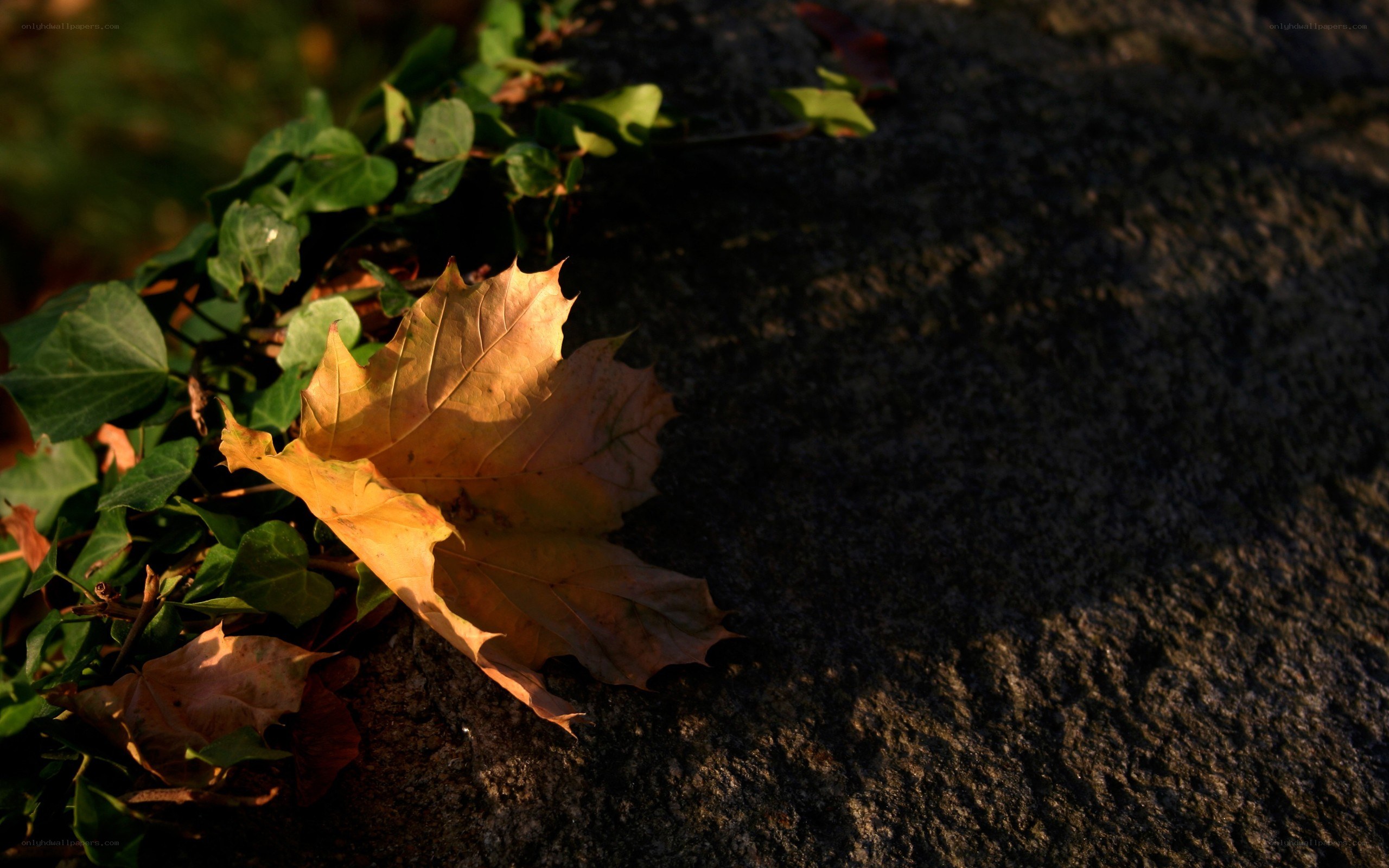 Autumn leaf on stone