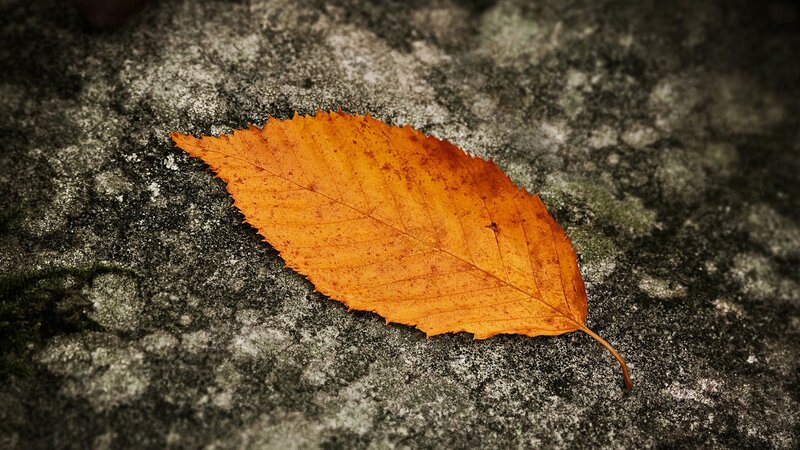Autumn leaf on stone