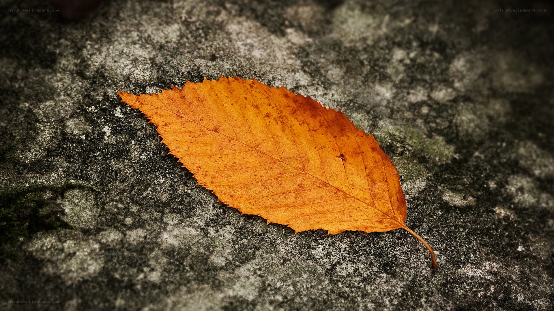 Autumn leaf on stone