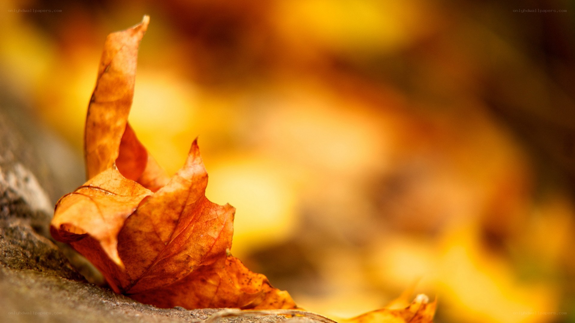 autumn leaf on stone