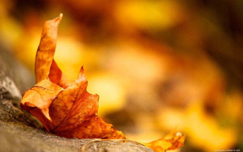 Autumn leaf on stone