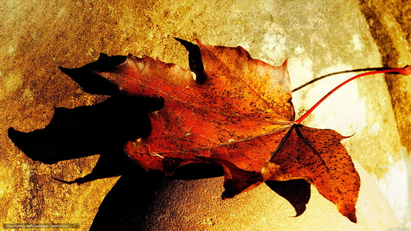 Autumn Leaf on Stone — Brown