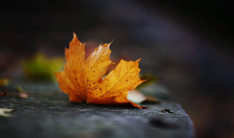 Autumn Leaf on Stone — Orange, Calm, Photograph, Stone Surface