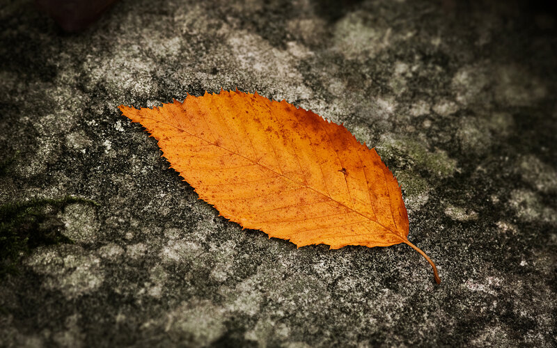 Autumn Leaf on Stone — Orange, Calm