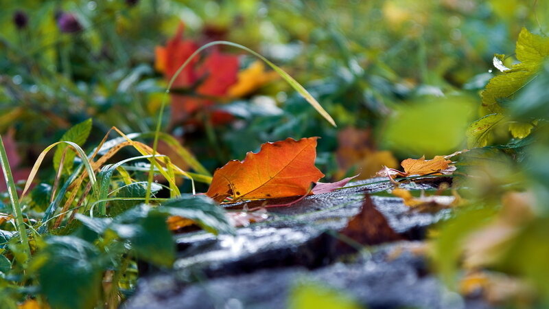 Autumn Leaf on Stone — Orange, Serene