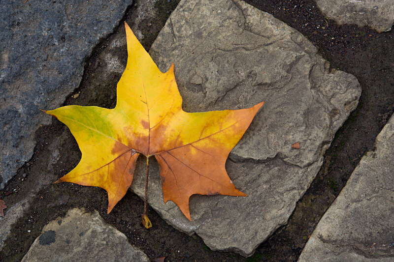 Autumn leaf on stone path