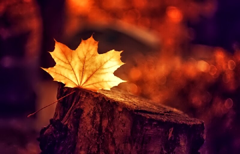 Autumn Leaf on Stump — Orange