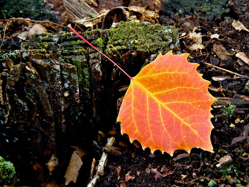 Autumn Leaf on Stump