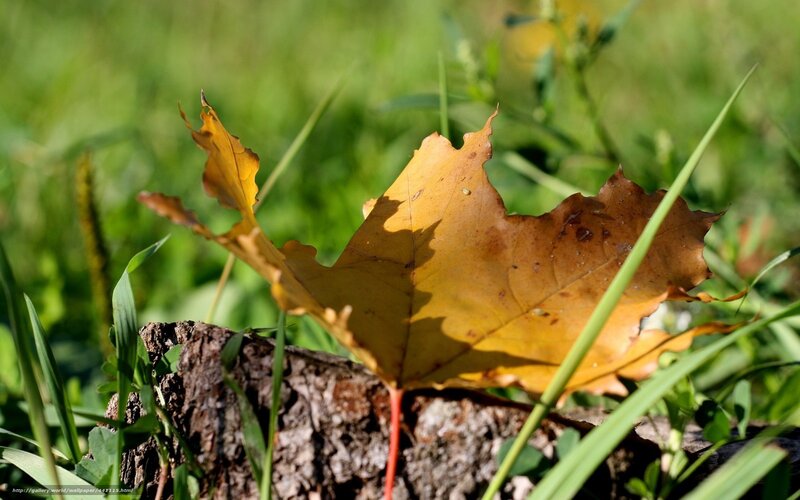 Autumn Leaf on Stump — Yellow