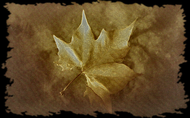 Autumn Leaf on Textured Background — Brown