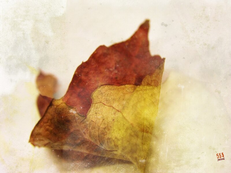 autumn leaf on textured background