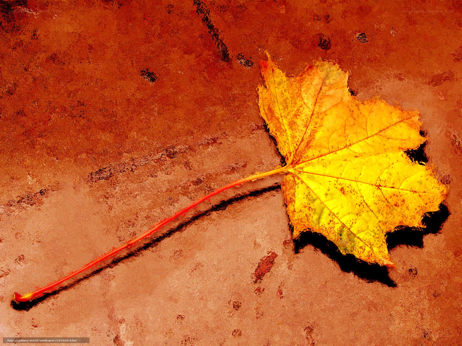 Autumn leaf on textured surface