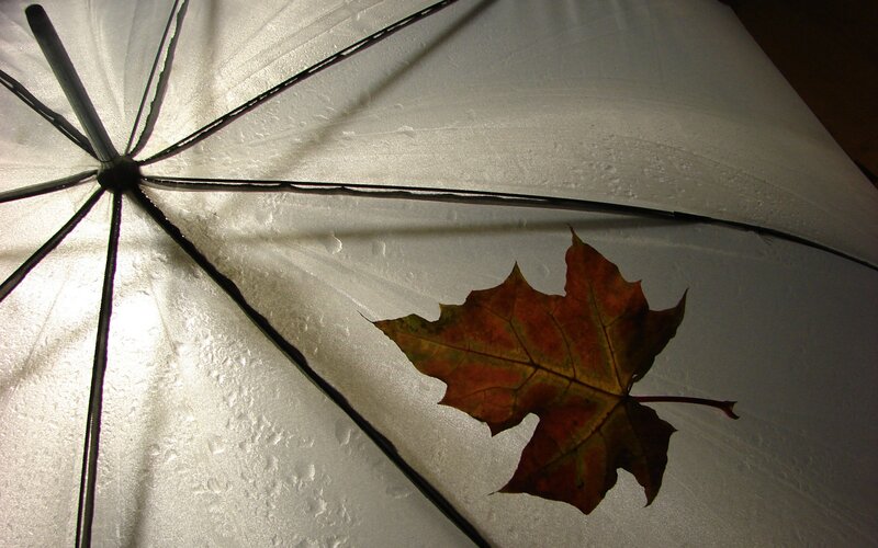 Autumn Leaf on Umbrella — White