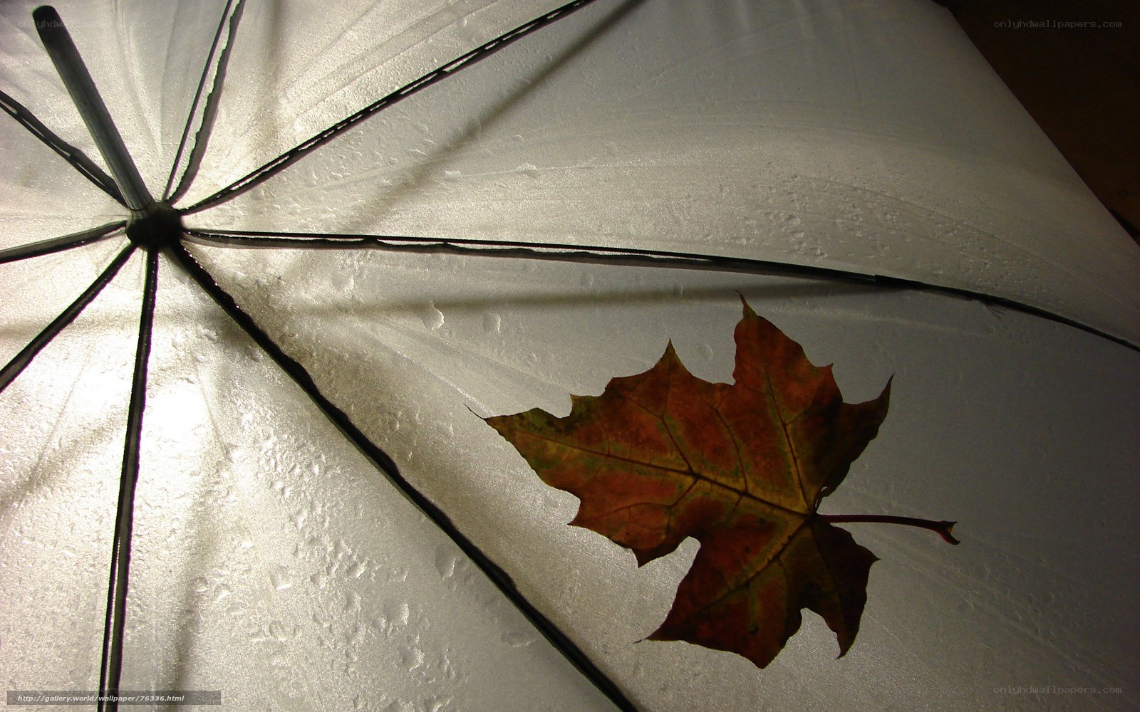 autumn leaf on umbrella