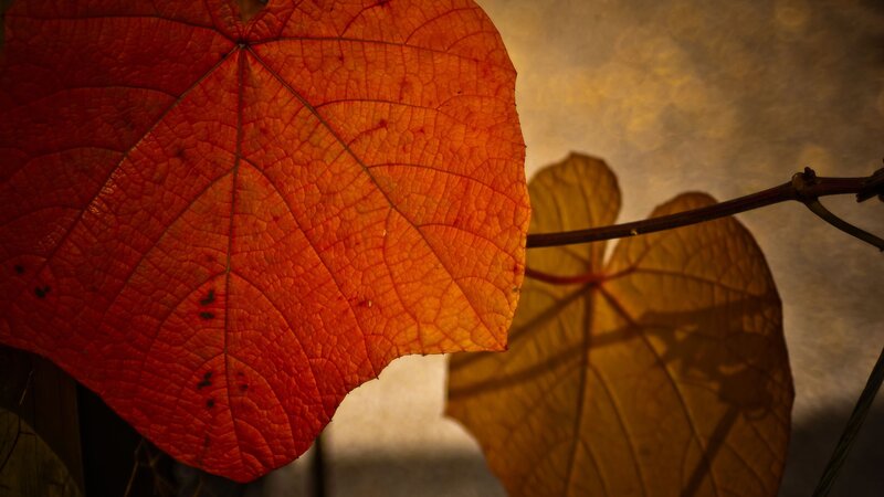 Autumn Leaf on Vine — Red