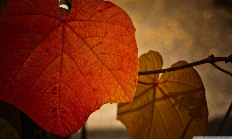 Autumn Leaf on Vine