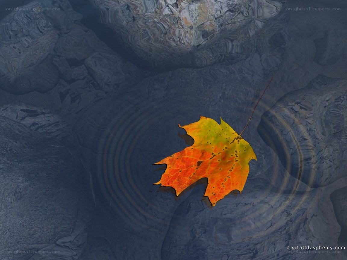 autumn leaf on water
