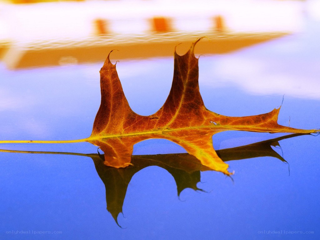 Autumn leaf on water