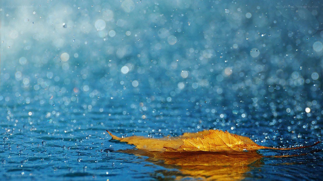 Autumn leaf on water