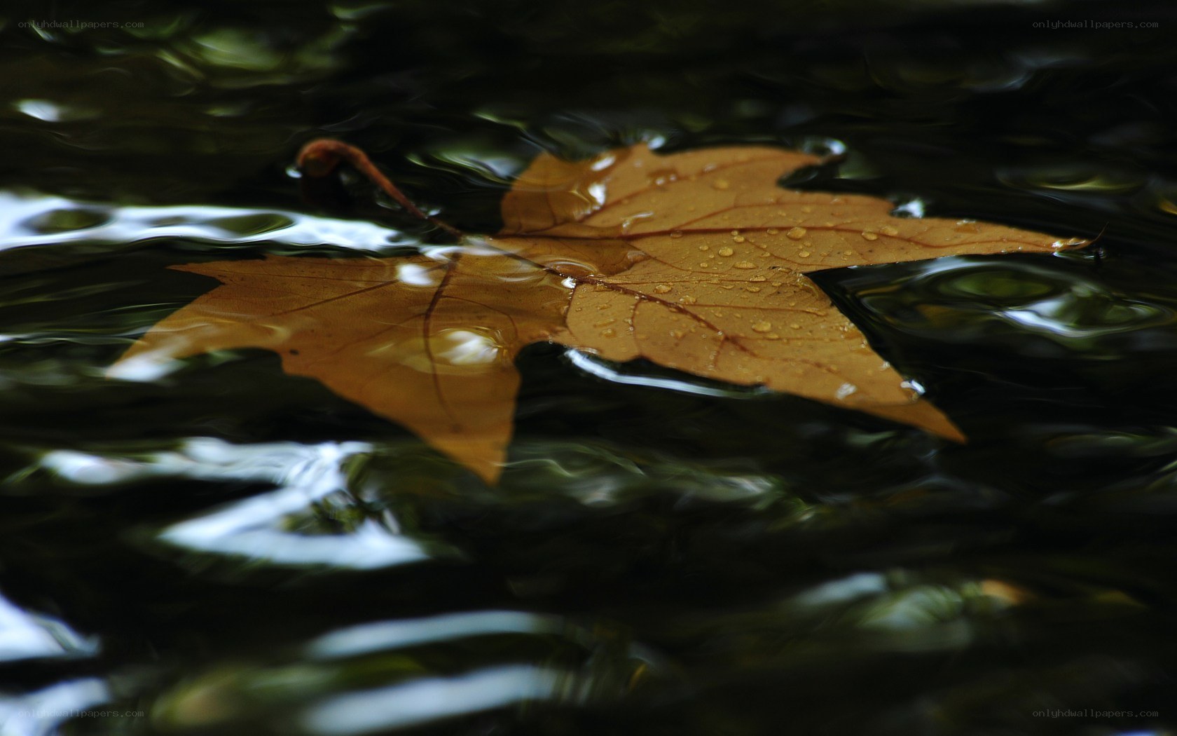 autumn leaf on water