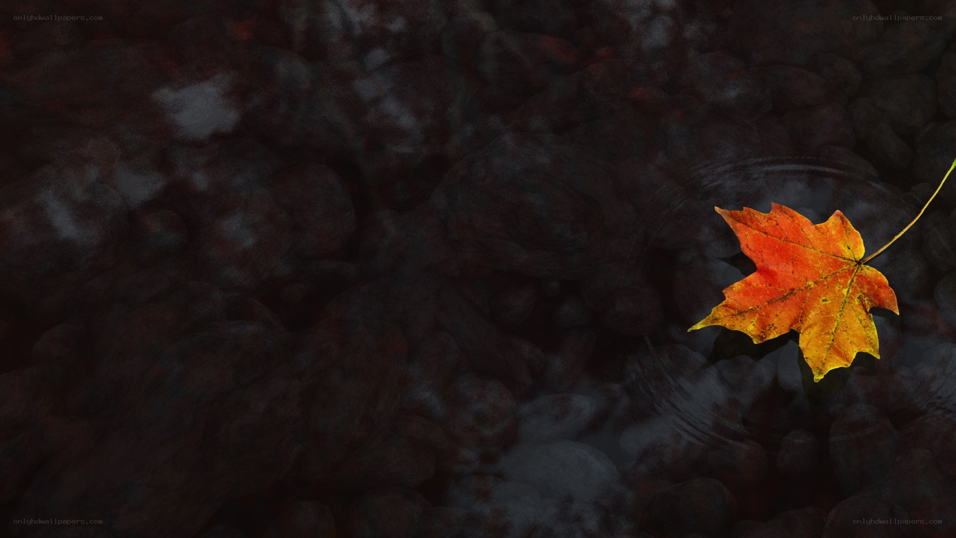 Autumn leaf on water
