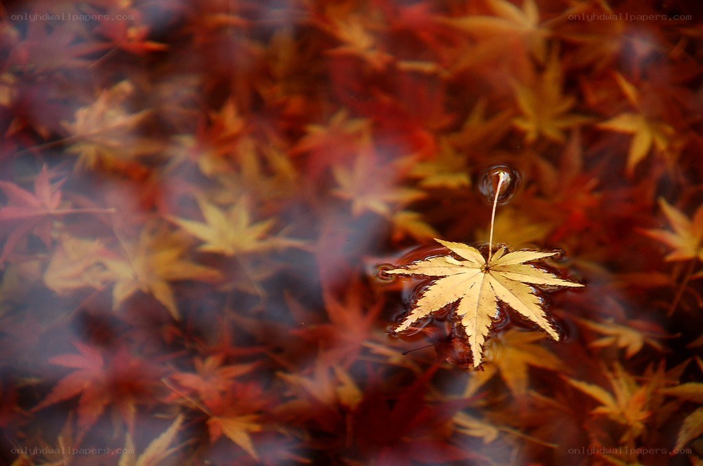 Autumn leaf on water