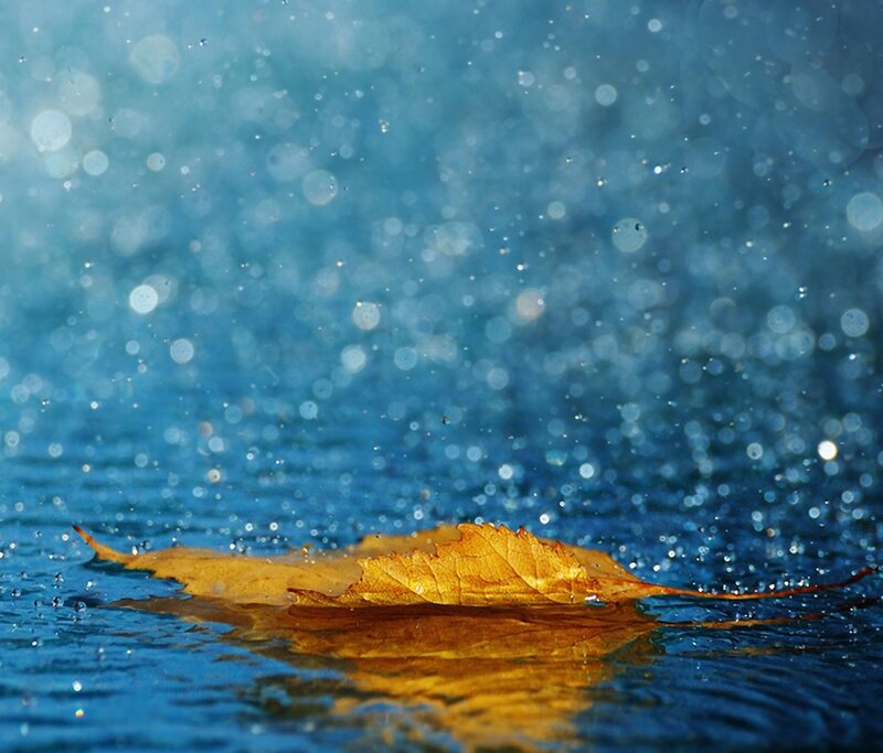 autumn leaf on water