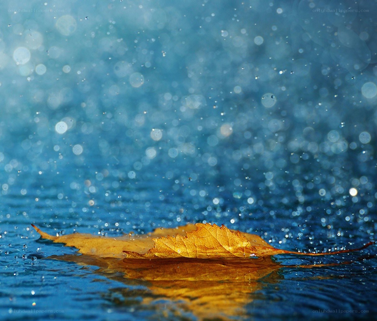 autumn leaf on water