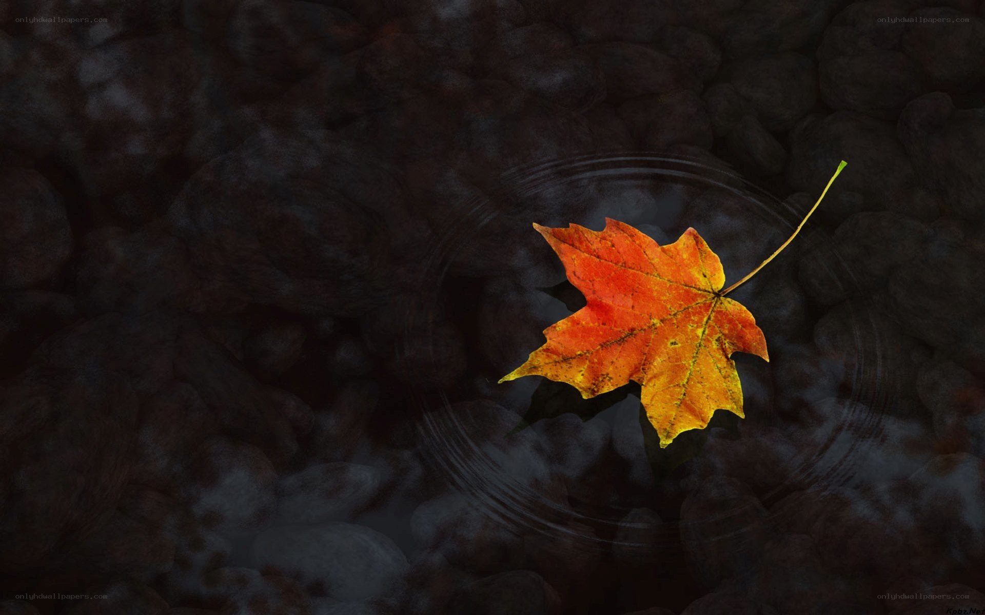 Autumn leaf on water