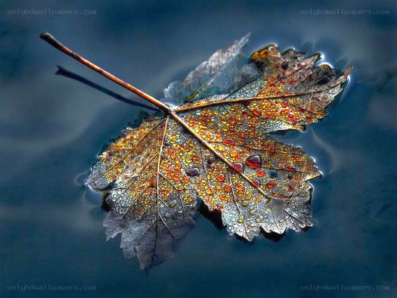 Autumn leaf on water