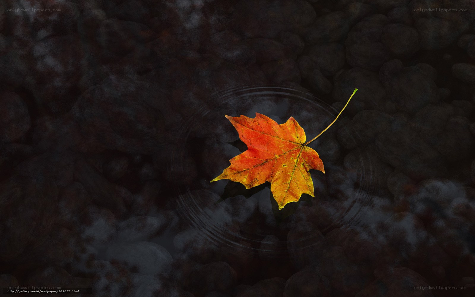Autumn leaf on water