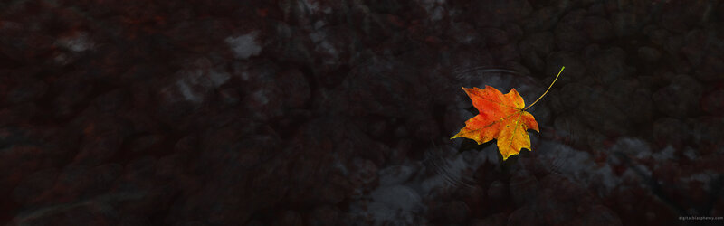 Autumn leaf on water