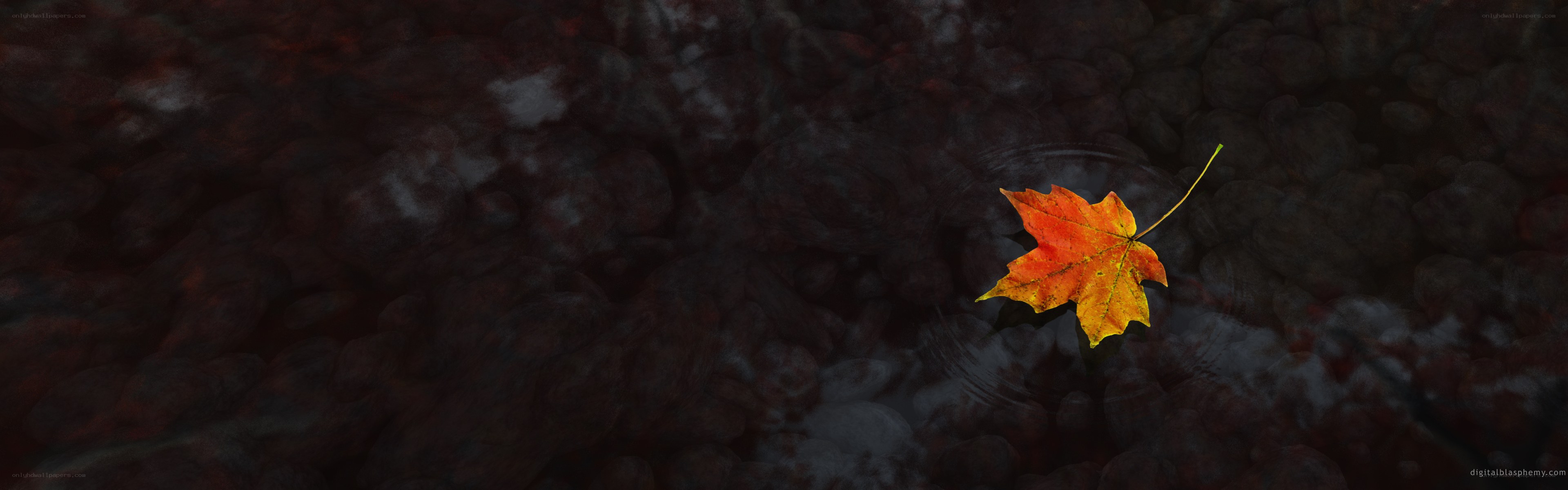 Autumn leaf on water