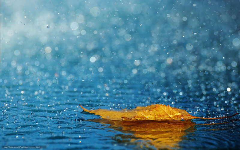 Autumn Leaf on Water — Blue, Calm