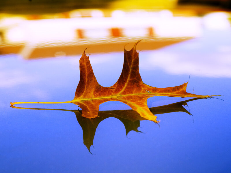 Autumn Leaf on Water — Blue, Serene, Photograph